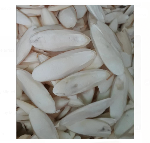 Hueso de jibia 20€/kg