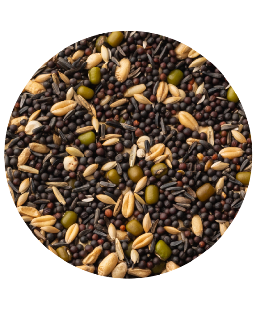 Germinado canarios